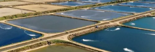 Tips Merancang Konstruksi Tambak Udang Vannamei agar Produksi Optimal