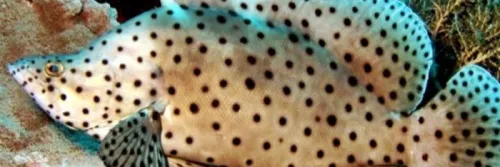 Penanganan Ikan Kerapu Saat Panen Dan Pasca Panen