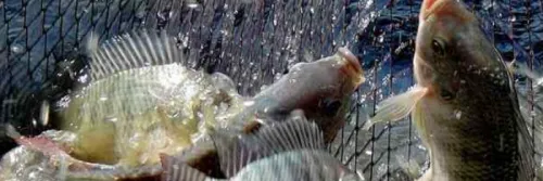 7 Rekomendasi Pakan Ikan Nila yang Sesuai Sistem Budidaya