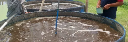 Cara Mempersiapkan Kolam Ikan Lele dengan Benar