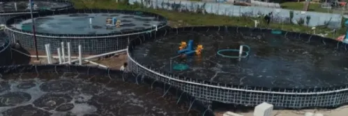 Kemudahan Tambak Milenial untuk Pemula