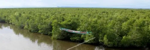 Korelasi Akuakultur dan Ekosistem Mangrove