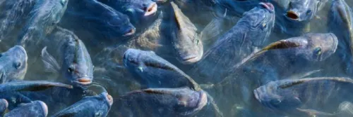 Recirculating Aquaculture Systems (RAS): Seberapa Pentingkah untuk Meningkatkan Jumlah Produksi?