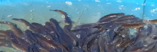 Teknologi Pembenihan Ikan Gabus Haruan