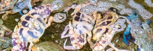 Cegah Kanibalisme Pada Budidaya Rajungan