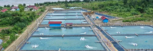 Waspada Perubahan Cuaca pada Tambak Udang