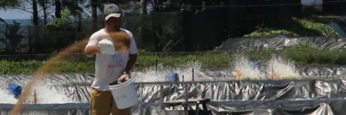 Manajemen Blind Feeding pada Fase Awal Budidaya Udang