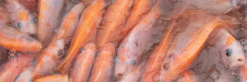 Percepat Pertumbuhan Nila dengan Budidaya Monoseks Jantan