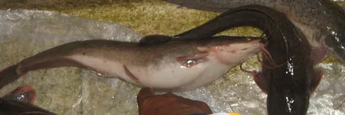 Cara pembenihan ikan lele