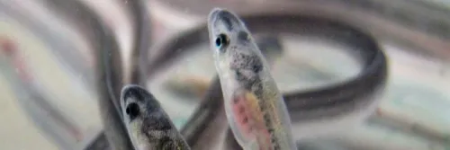 Cermati 5 Ciri Benih Ikan Sidat yang Baik untuk Budidaya