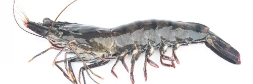 5 Panduan dan Cara Budidaya Udang Windu Untuk Pemula