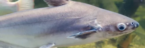 Ikan Patin, Segalanya Kamu Harus Tahu tentang Patin