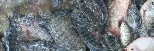 Tips Budidaya Ikan Nila, Kualitas Air yang Paling Utama