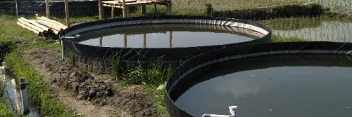 Pilihan Kolam Lele dengan Kelebihan dan Kekurangannya