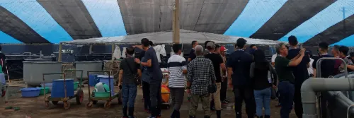 Tebar Padati, Tumbuh Cepat & Pasar Lokal Strategi Siasati Harga Udang