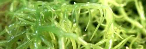 Pacu Produksi Rumput Laut, Pemerintah Andalkan Bibit Hasil Kultur Jaringan