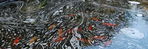 Buih Pada Air Kolam Ikan, Penyebab Dan Cara Mengatasinya