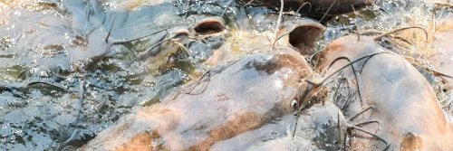 Cara Memilih Probiotik untuk Ikan