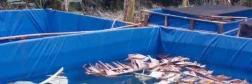 Ketahui 5 Syarat Tumbuh Ikan Mas Sebelum Membudidayakannya