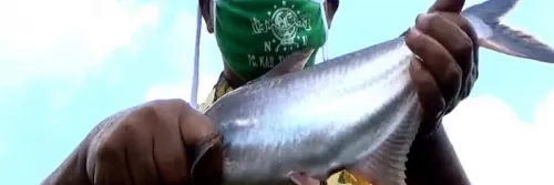 Budidaya Ikan Patin, Perhatikan Waktu Tebar Benih