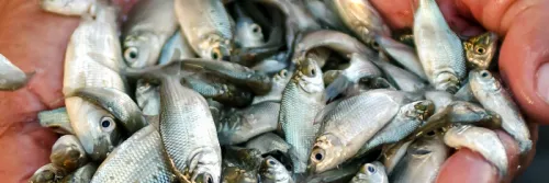 Persiapan Tambak Pendederan Ikan Bandeng