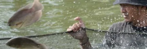 Teknik Panen Yang Harus Diperhatikan Saat Memanen Gurame Konsumsi