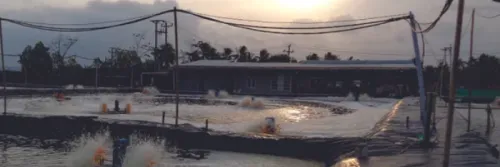 Geomembran JEMPOL, Pelapis Wadah Unggulan untuk Tambak Udang Anda