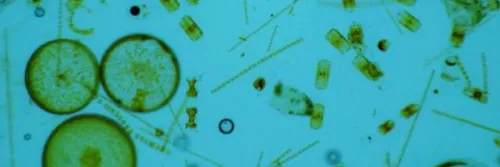 Pakan Nener Bandeng, Alternatif Pakan Berkualitas