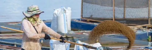 Cara Menghitung Kebutuhan Pakan Ikan untuk Satu Siklus