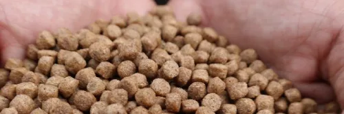 Manajemen Pakan Tepat, Biaya Produksi Turun