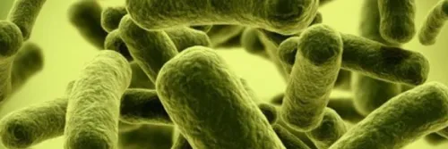 Kenali 2 Jenis Probiotik dan Peruntukannya Pada Tambak Udang