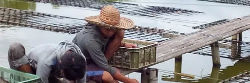 Teknologi Kincir Tingkatkan Survival Rate Budidaya Kepiting Soka