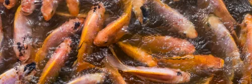 Ingin Ikan Nila Tumbuh Optimal? Bisa Pilih Pakan Alami atau Buatan Ini!