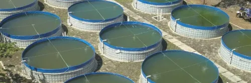 Kelola Limbah secara Tepat, Budidaya Selamat