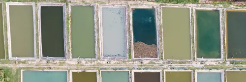 Warna Air Yang Baik Untuk Budidaya Ikan