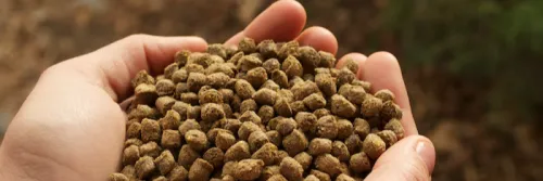 3 Faktor yang Menentukan Cepatnya Pertumbuhan Ikan Lele