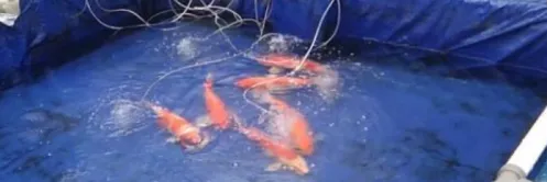Cara Budidaya Ikan Koi di Kolam Terpal