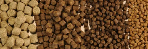 Apa Perbedaan Pakan Ikan Terapung dan Tenggelam?