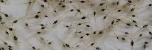 Ketum SCI Banyuwangi: Pemilihan Karakter Genetik Benur Berdasarkan Korelasi Sistem Budidaya