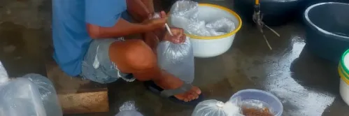 Cara Praktis dan Benar Sambut Kehadiran Benur