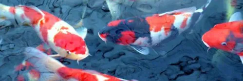 Jenis Makanan dan Cara Pemberian Pakan Ikan Koi yang Bagus