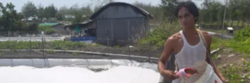 Trik Manajemen Pakan Udang yang Baik