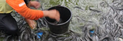 Pembenihan Ikan Lele di Kolam Terpal