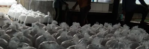 Berbagai Cara Pengiriman Benih Gurame