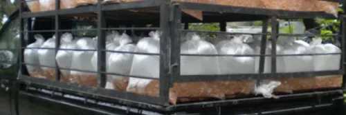 Pengaturan Kepadatan Ikan saat Transportasi Menjadi Kunci Terjaminya Kualitas Ikan Hidup