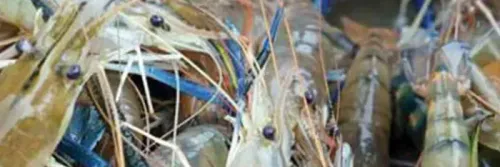 Cara Budidaya Udang Galah untuk Pemula Paling Mudah