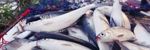 Cara Budidaya Ikan Bandeng di Air Tawar