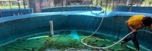 4 Cara Budidaya Ikan Gabus di Kolam Tanah Paling Mudah