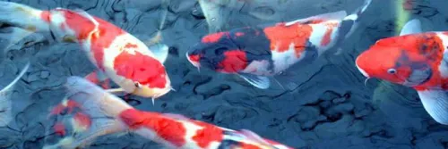 Cara Budidaya Ikan Koi