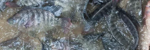 Potensi Suplemen untuk Pertumbuhan Ikan Nila